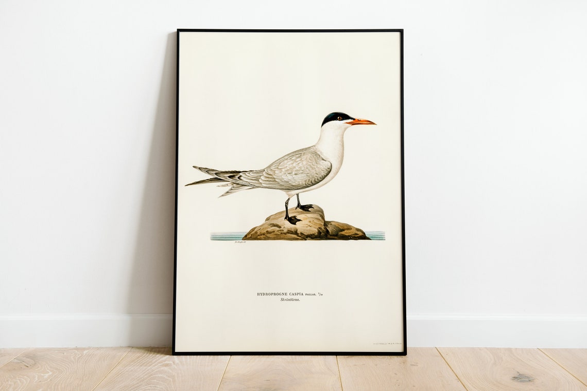 Caspian Tern Vintage Ornithological Bird Illustration Art Poster