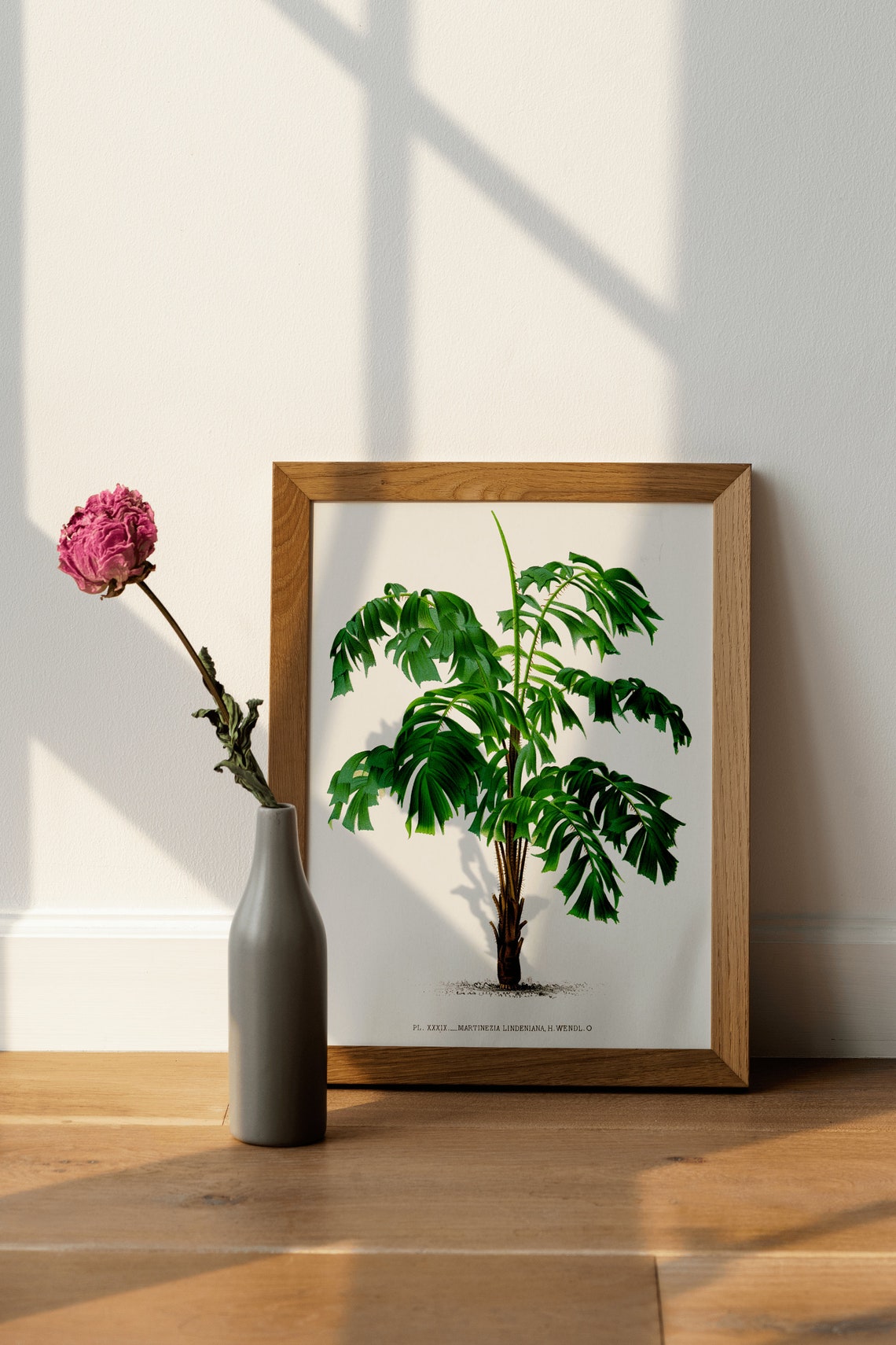 Vintage Martinezia Palm Tree Antique Botanical Illustration Poster - Image 4
