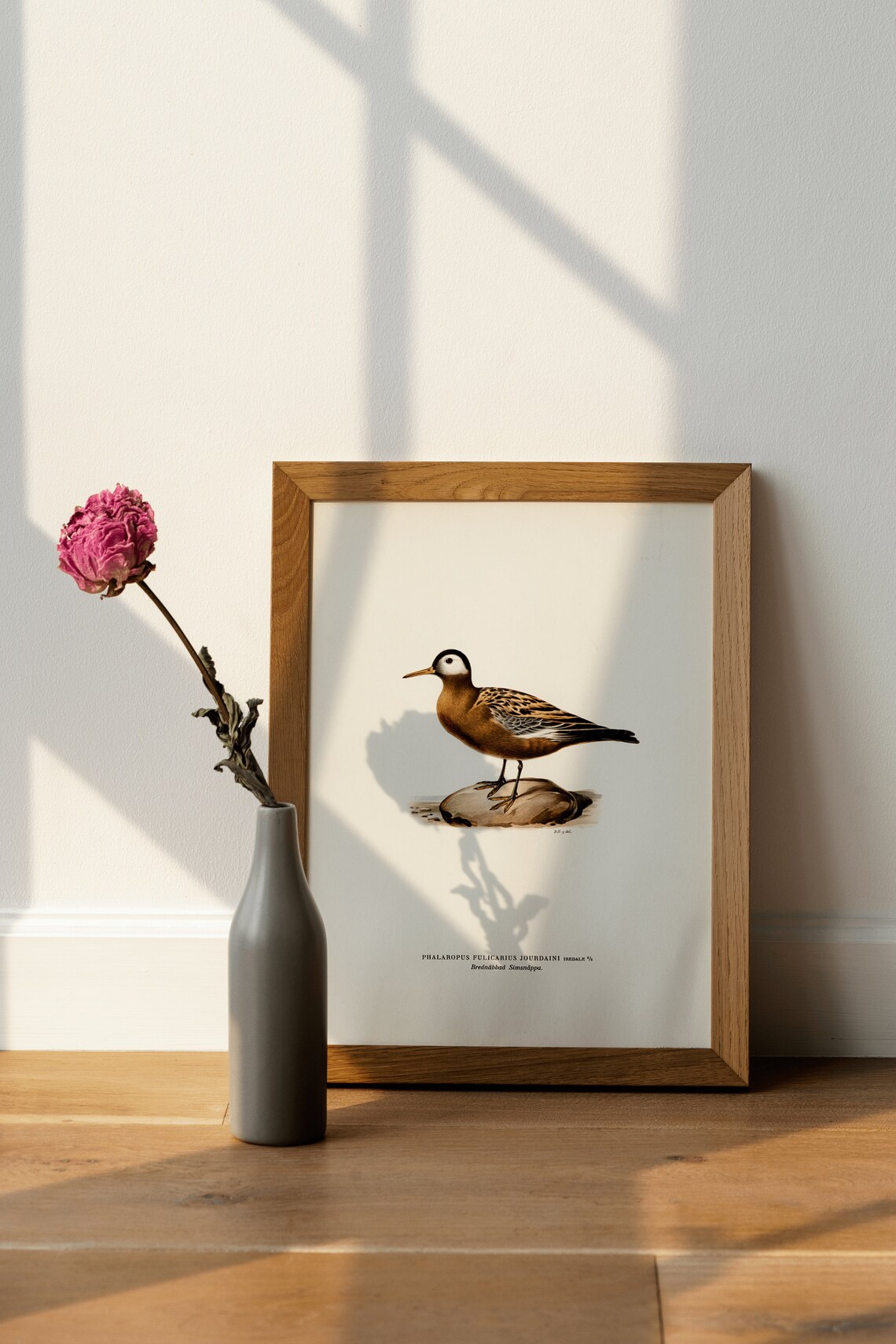 Red Phalarope Vintage Shorebird Illustration Naturalist Print - Image 4