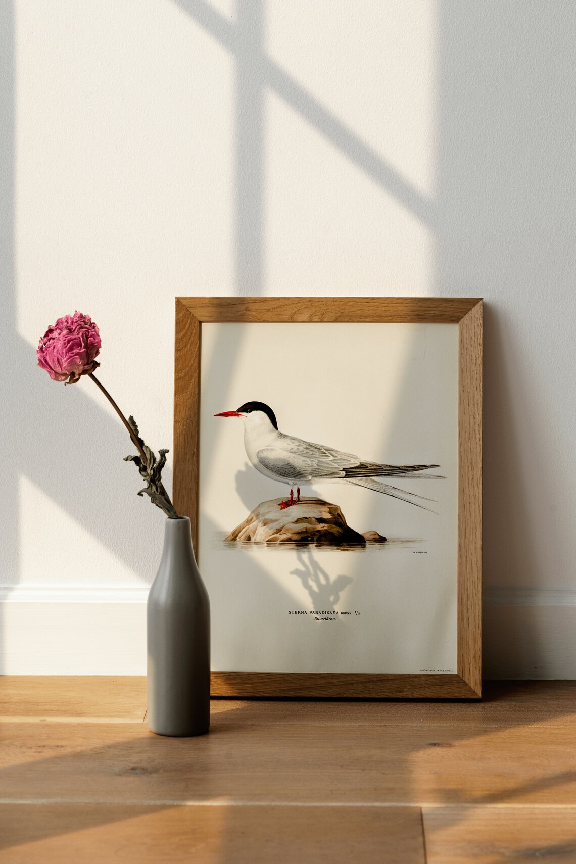 Arctic Tern Vintage Nature Art Print, Bird Artwork - Image 4