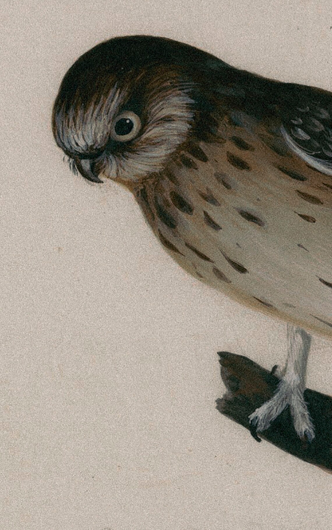 Vintage Falcon Bird of Prey Antique Style Oil Painting Art Poster - Image 2