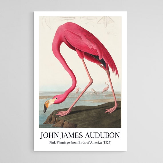 Audubon Museum Poster Pink Flamingo Art Artwork Gift Poster Print Wall Art Home Dcor Printable Wall Art