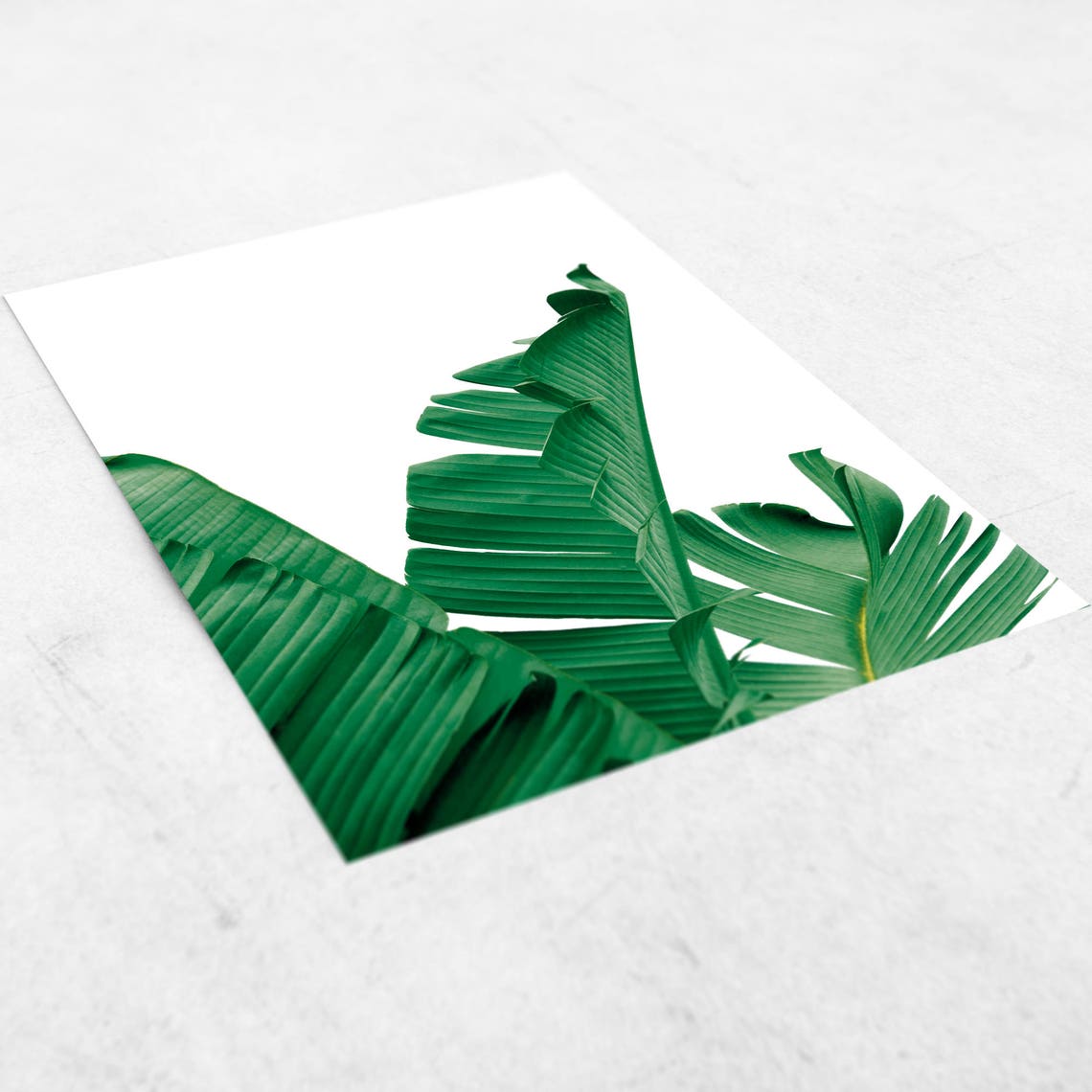 Green Banana Leaf Botanical Minimalist White Background Poster - Image 2