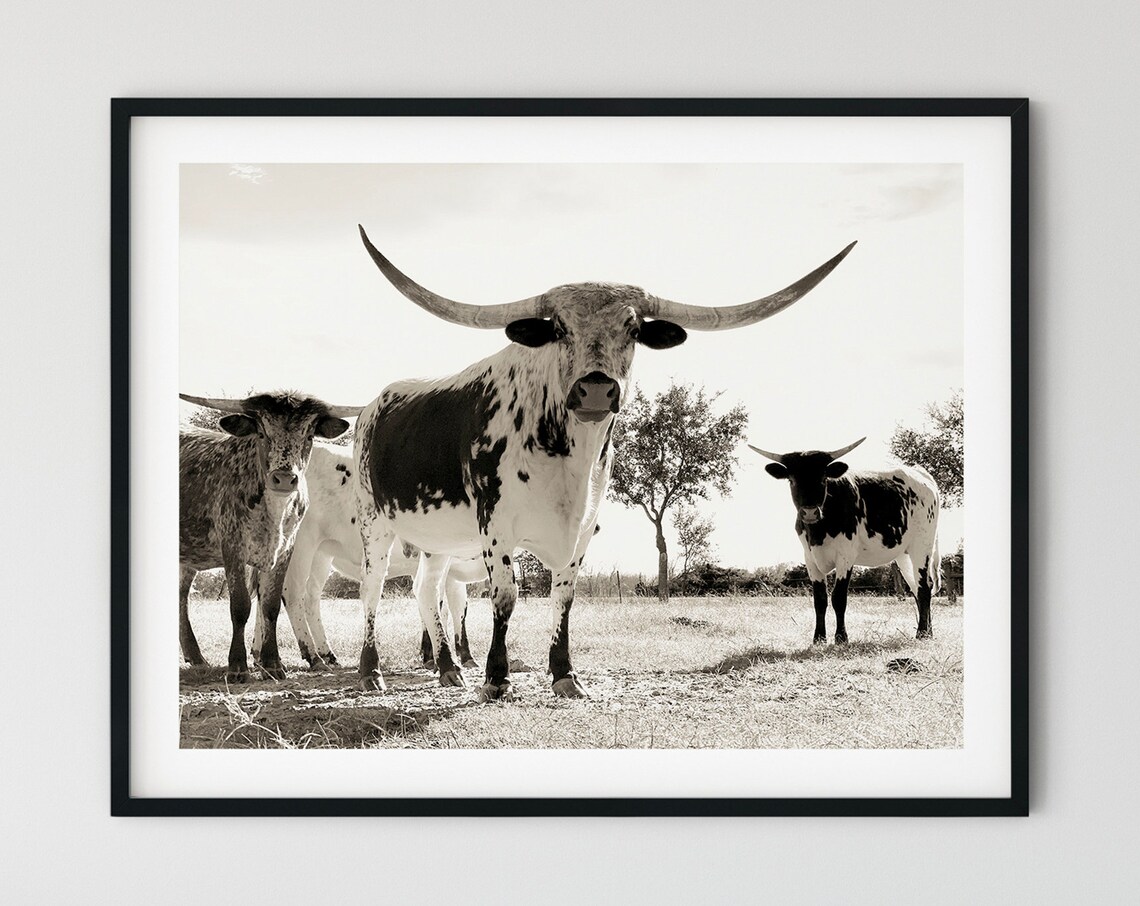 Longhorn Cow Rustic Farm Art Print, Modern Farm