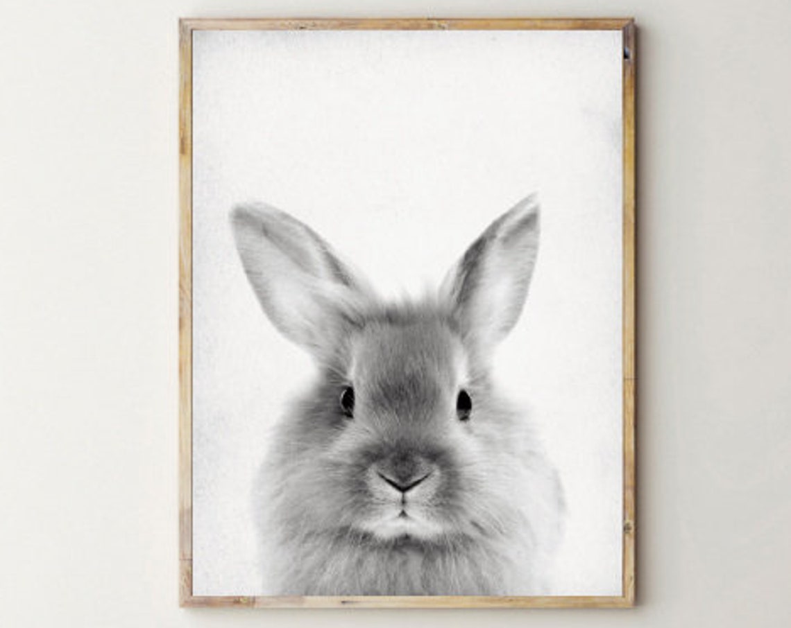 Baby Bunny Rabbit Portrait Black and White Cute Animal Art Poster