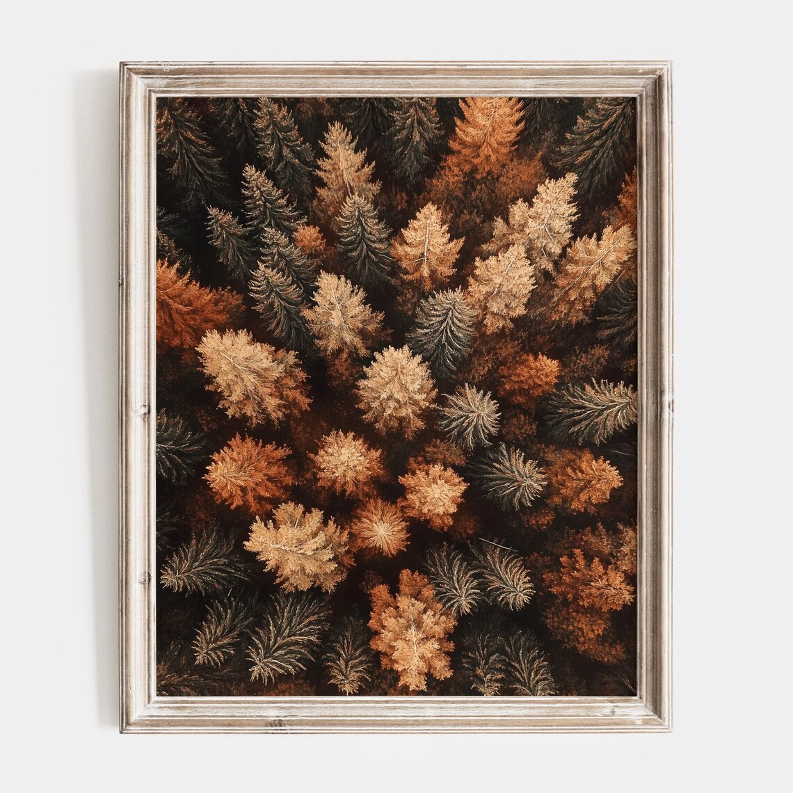 Aerial View of Autumn Pine Forest Canopy in Gold and Green Poster