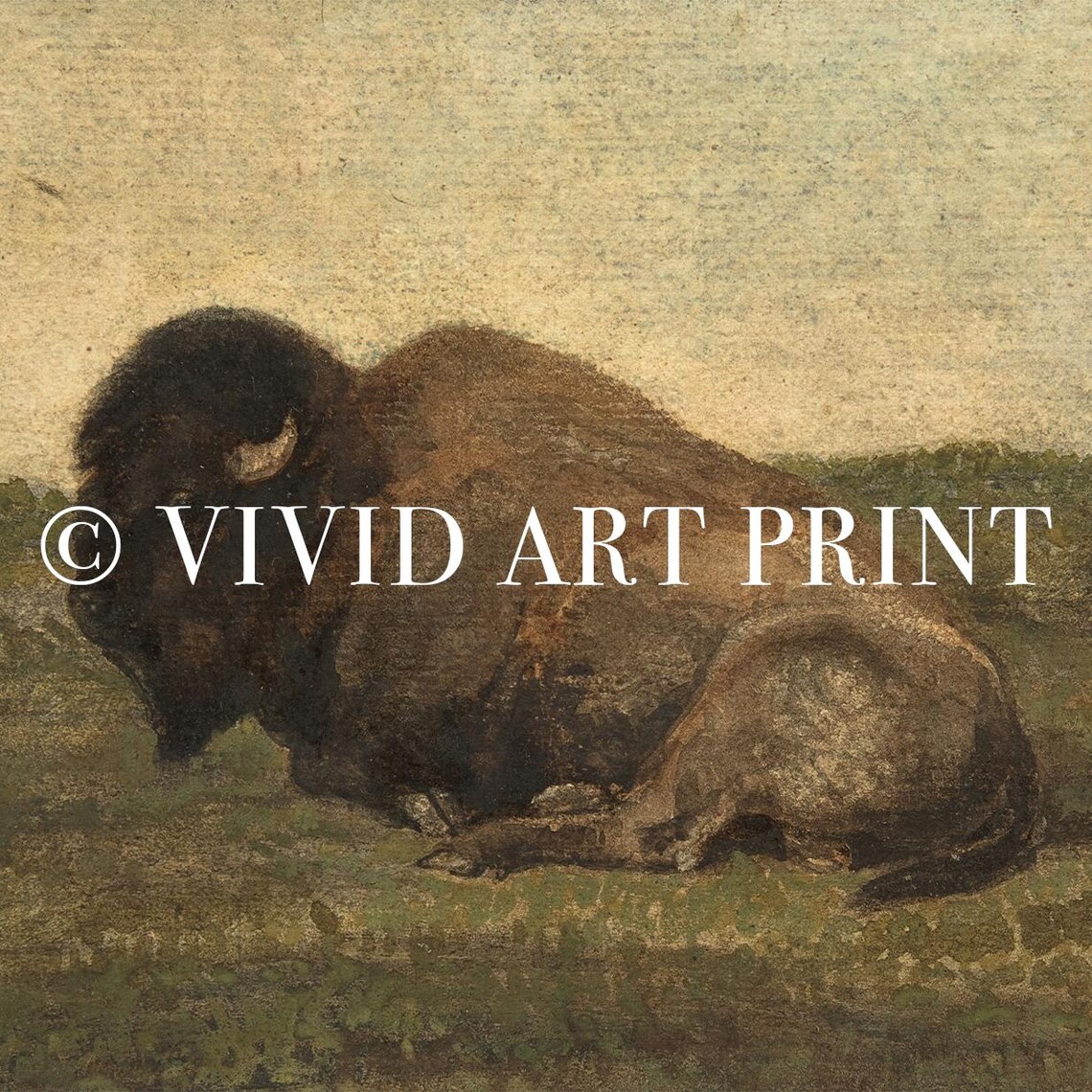 Lone Resting Bison Oil Painting Antique Prairie Wildlife Art Poster - Image 4