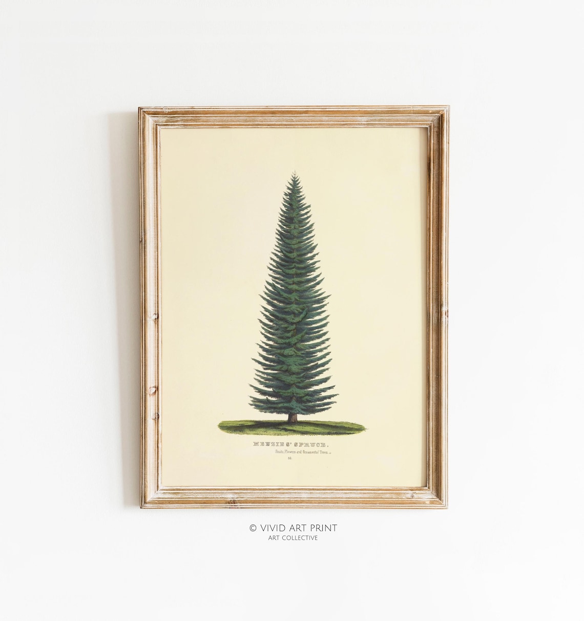 Evergreen Tree Botanical Vintage Douglas Fir Art Print