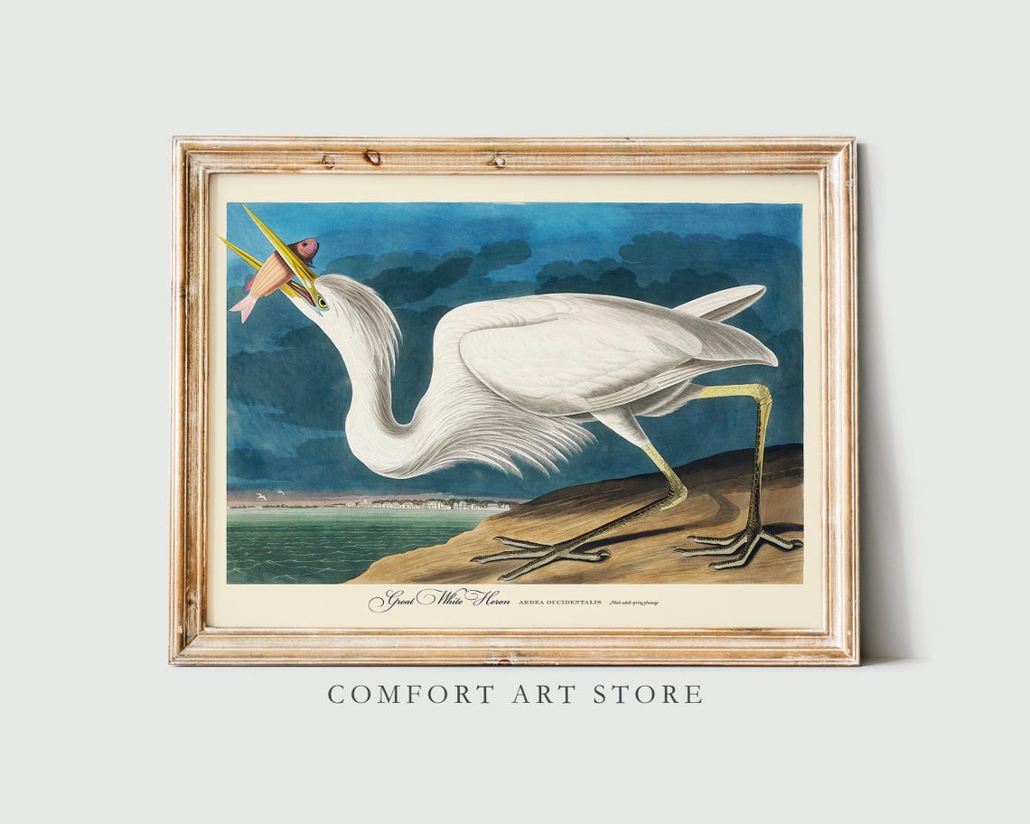Great White Heron Vintage Audubon Style Coastal Bird Wall Art