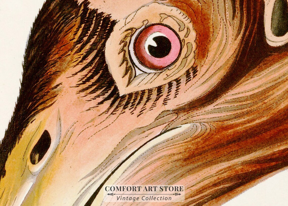 Californian Vulture Audubon Style Vintage Bird Art Wall Poster - Image 4