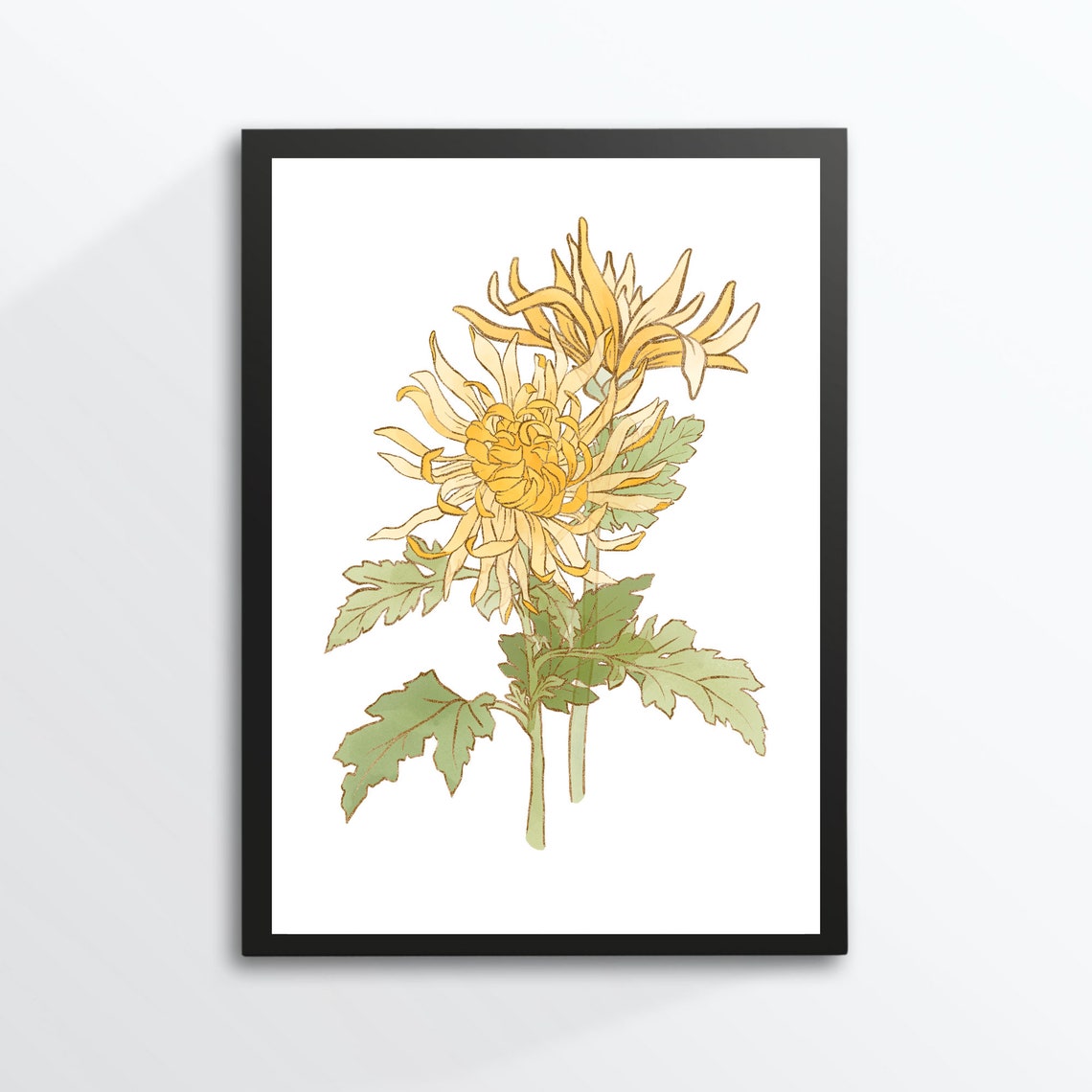 Yellow Chrysanthemum Flower Vintage Botanical Illustration Wall Art