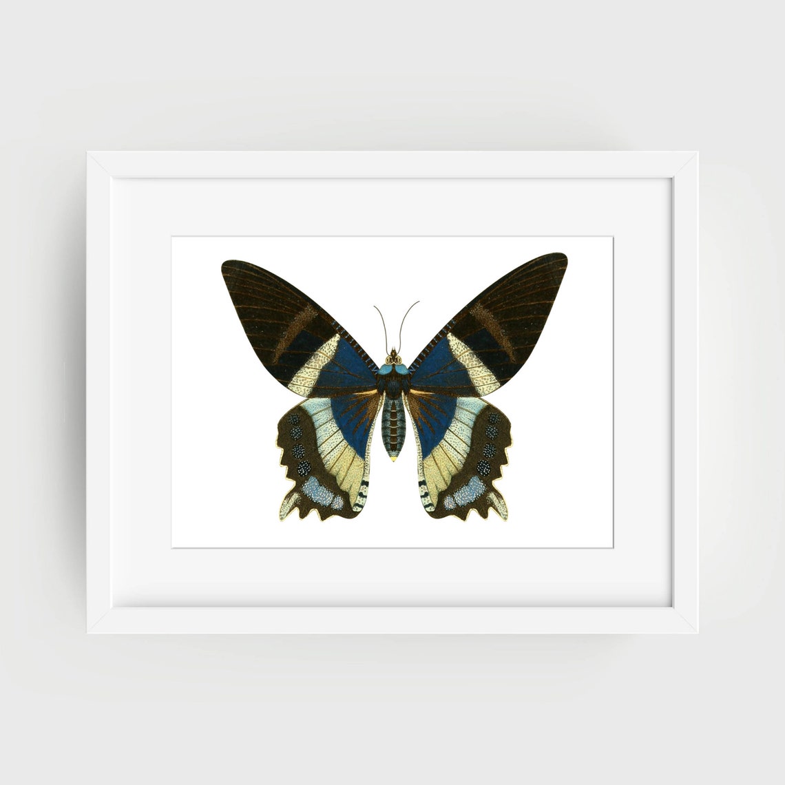 Vintage Butterfly Black Green Nature Study Entomology Art Poster - Image 2