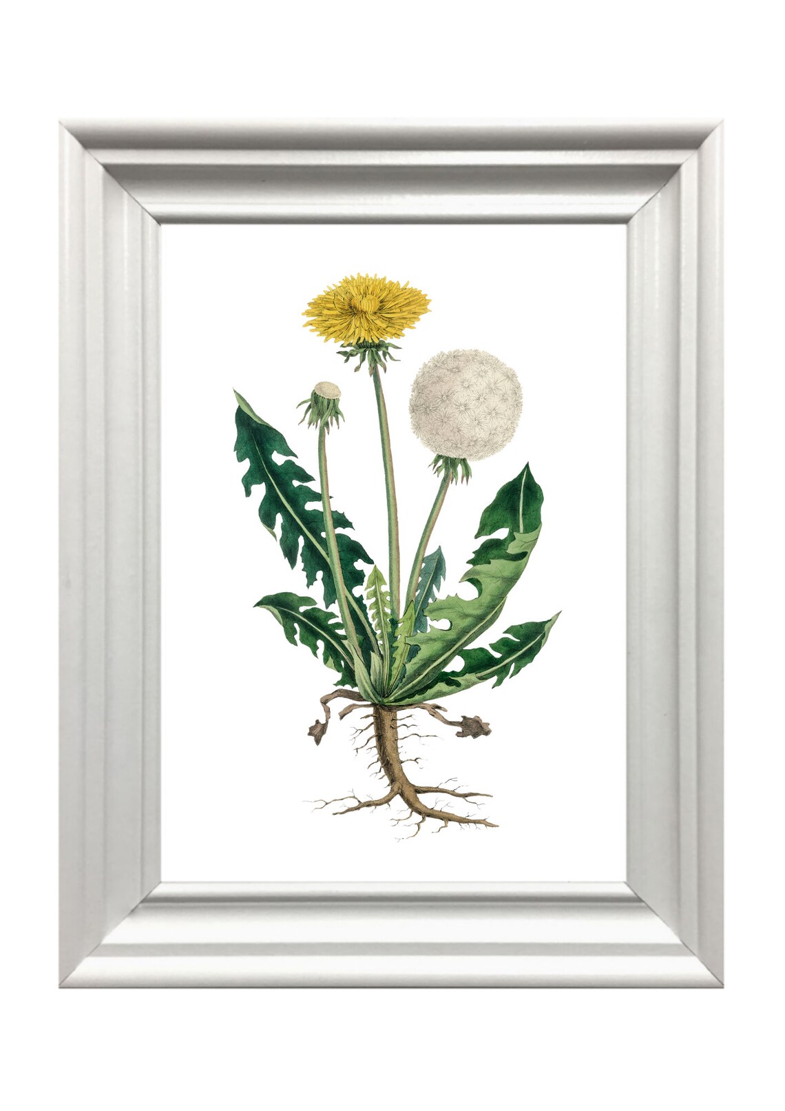 Dandelion Vintage Botanical Illustration Yellow Flower Seed Head Wall Art - Image 2