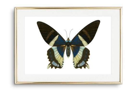Din A4 Art Print Without Frame Large Butterfly Black Green Butterfly Nature Retro Vintage Print Poster Image