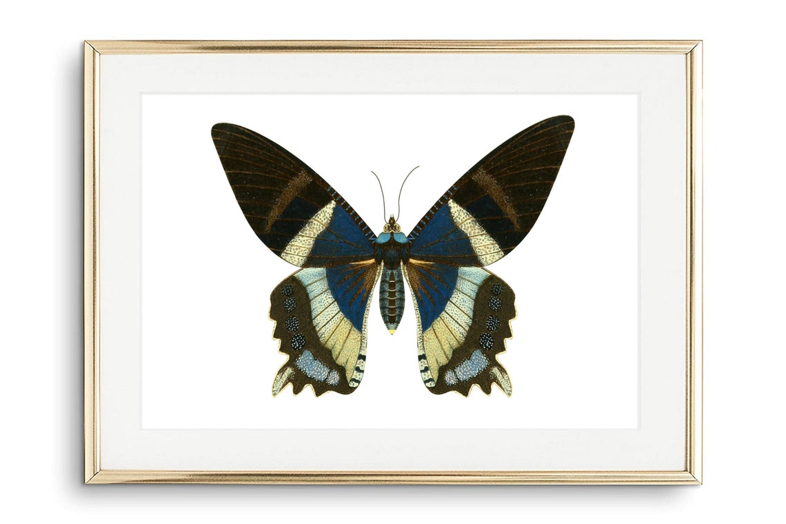 Vintage Butterfly Black Green Nature Study Entomology Art Poster