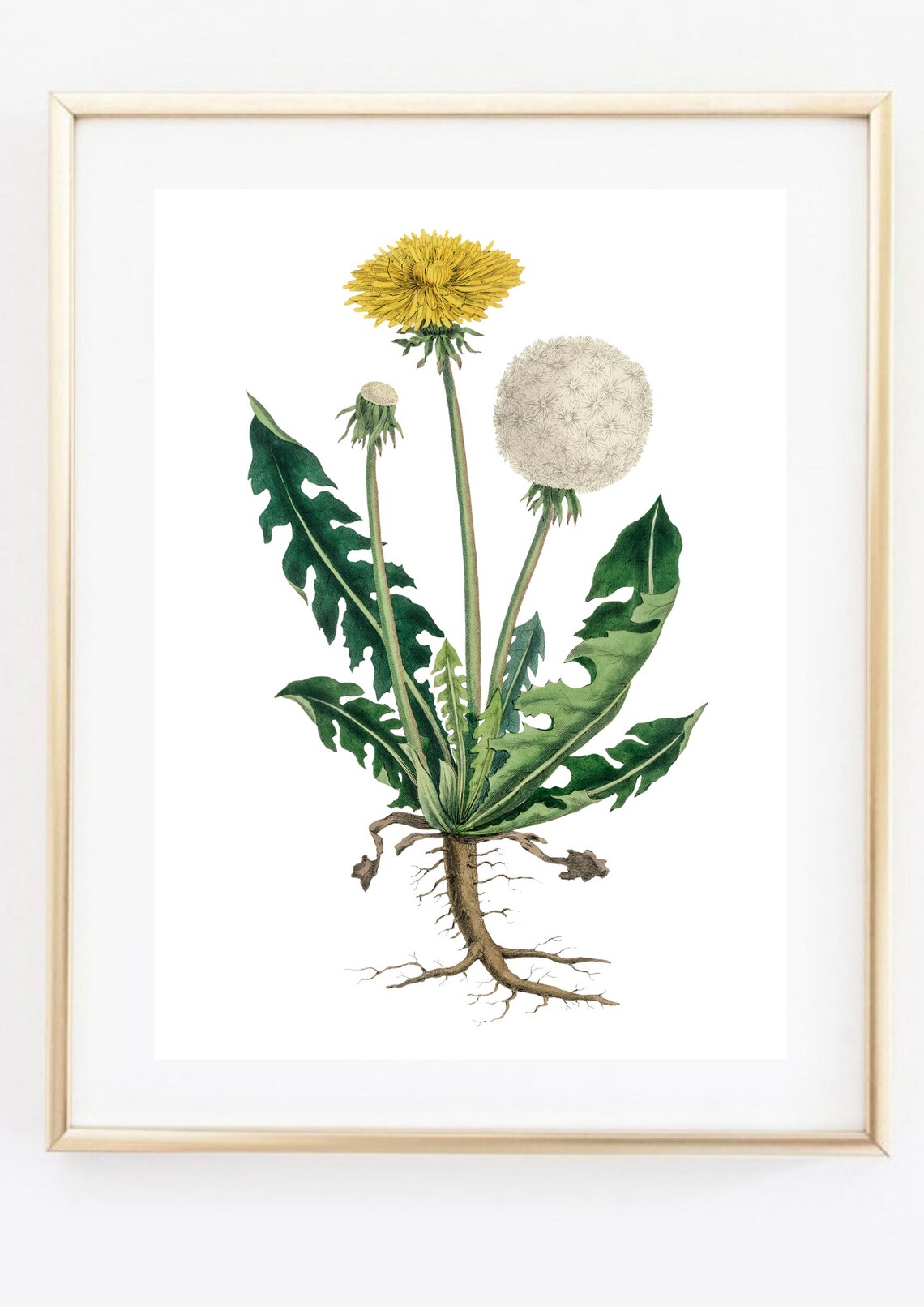 Dandelion Vintage Botanical Illustration Yellow Flower Seed Head Wall Art - Image 3