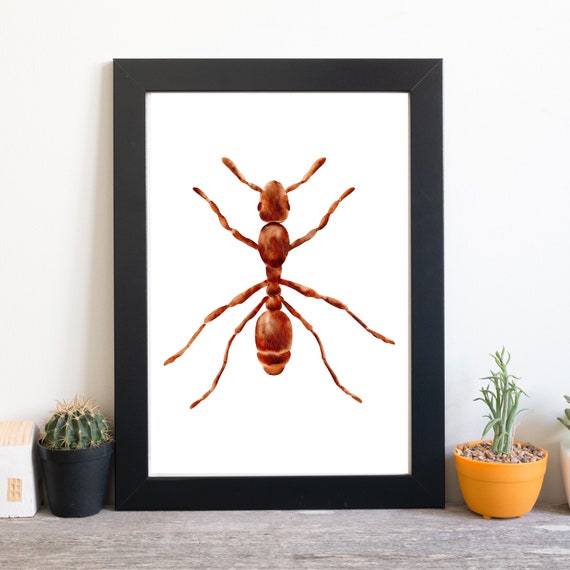 Din A4 Art Print Without Frame Red Ant Ants Insect Nature Watercolor Picture Poster Print