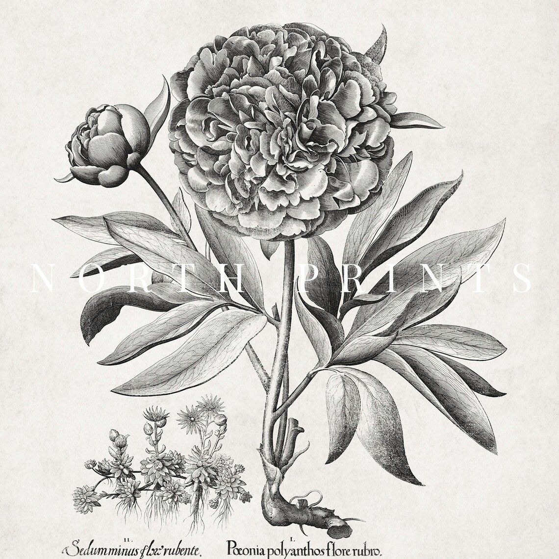 Antique Peony Sketch, Rustic Botanical Drawing - Image 3