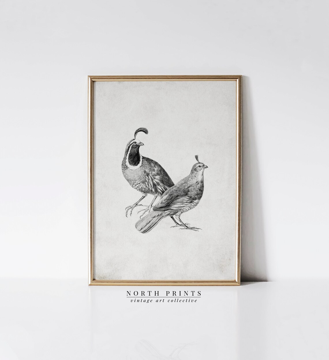 Vintage Quail Drawing, Neutral Farmhouse Art Print