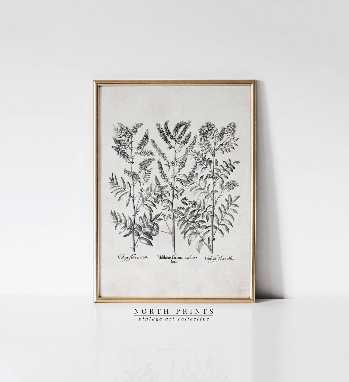 Neutral Botanical Drawing, Vintage Rustic Flower Study