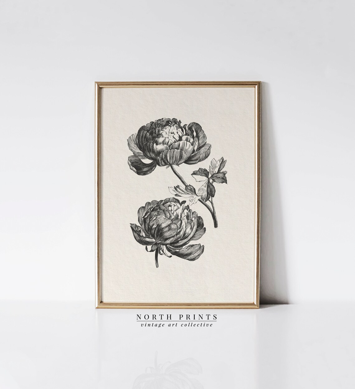 Antique Peony Sketch, Vintage Botanical Art Print