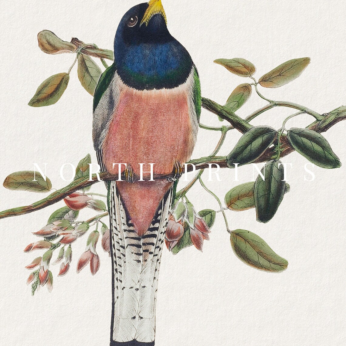 Vintage Bird Nursery Art, Country Farmhouse Print - Image 4