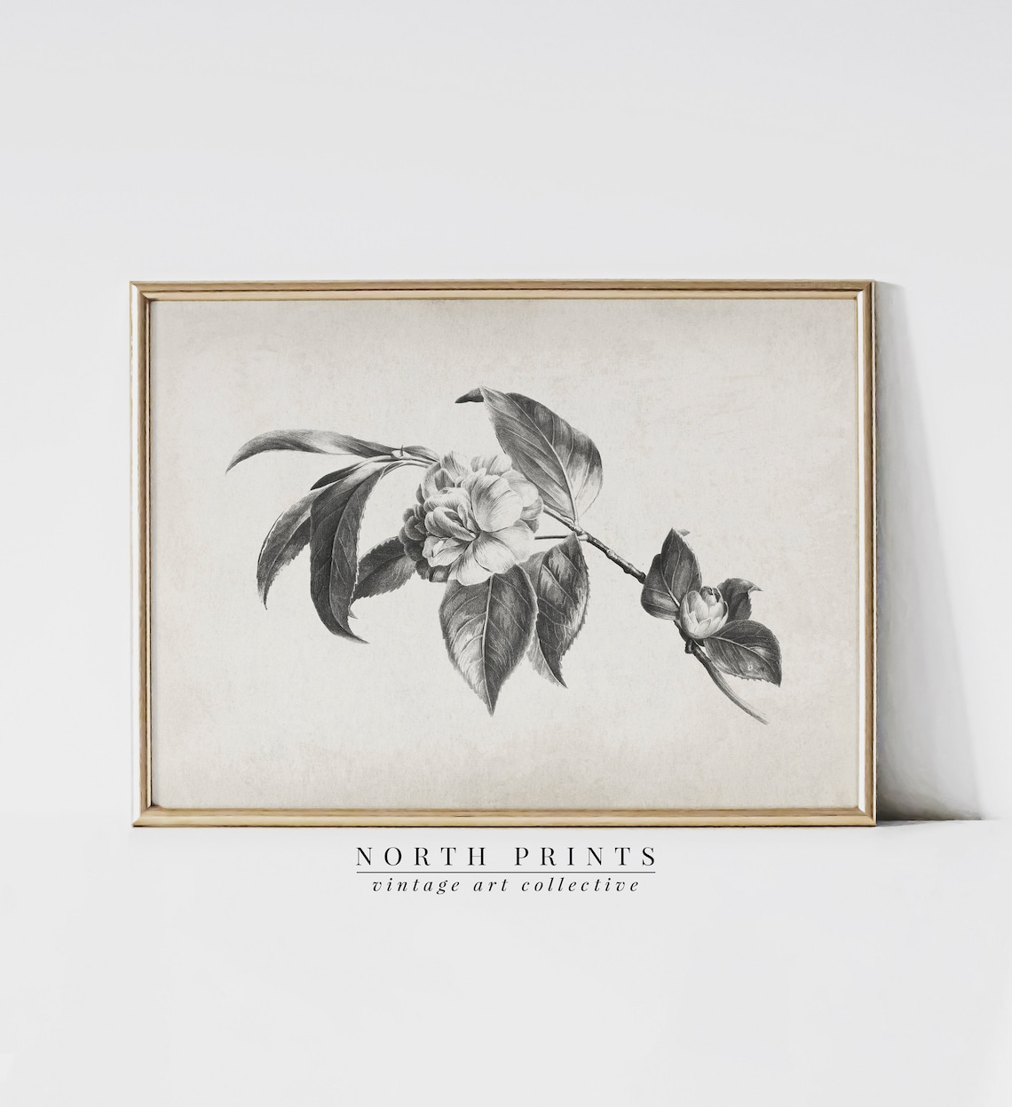 Vintage Camellia Flower Charcoal Drawing Botanical Sketch Print