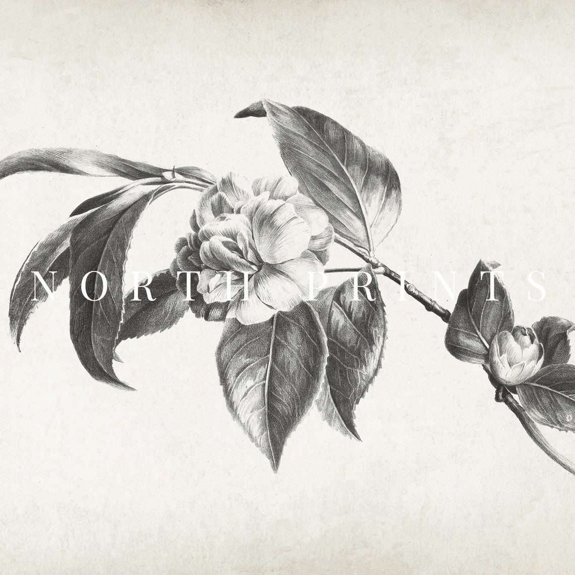 Vintage Camellia Flower Charcoal Drawing Botanical Sketch Print - Image 2