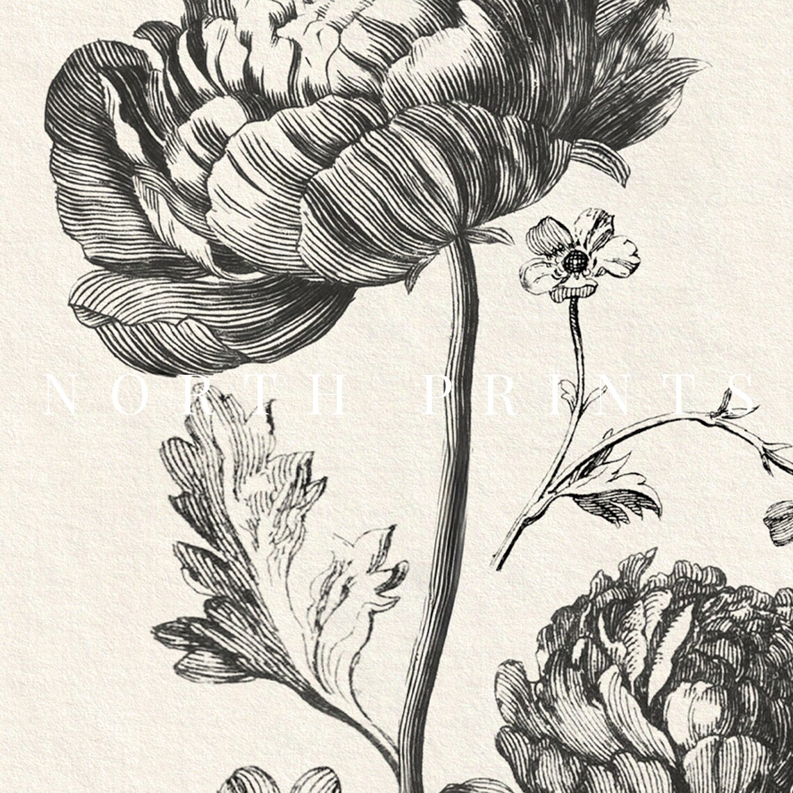 Antique Peony Sketch Art Print, Neutral Botanical - Image 3