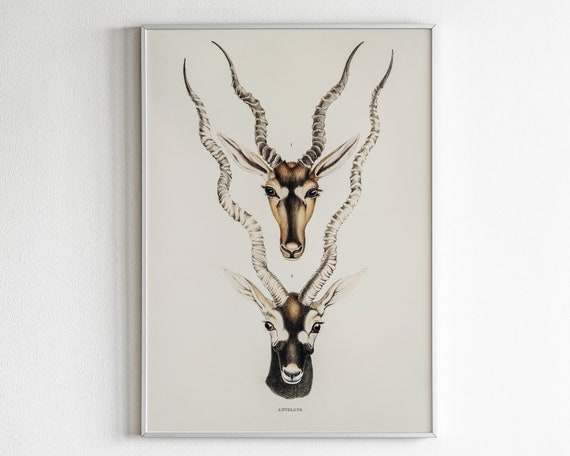 Antelope Vintage Animal Print Wild Animals Nature Poster Art Forest Illustration Decor