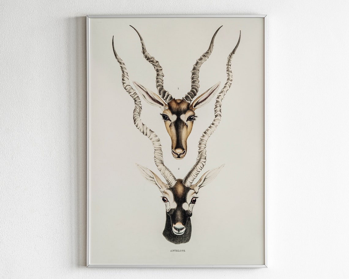Vintage Antelope Zoological Illustration Natural History Wall Print