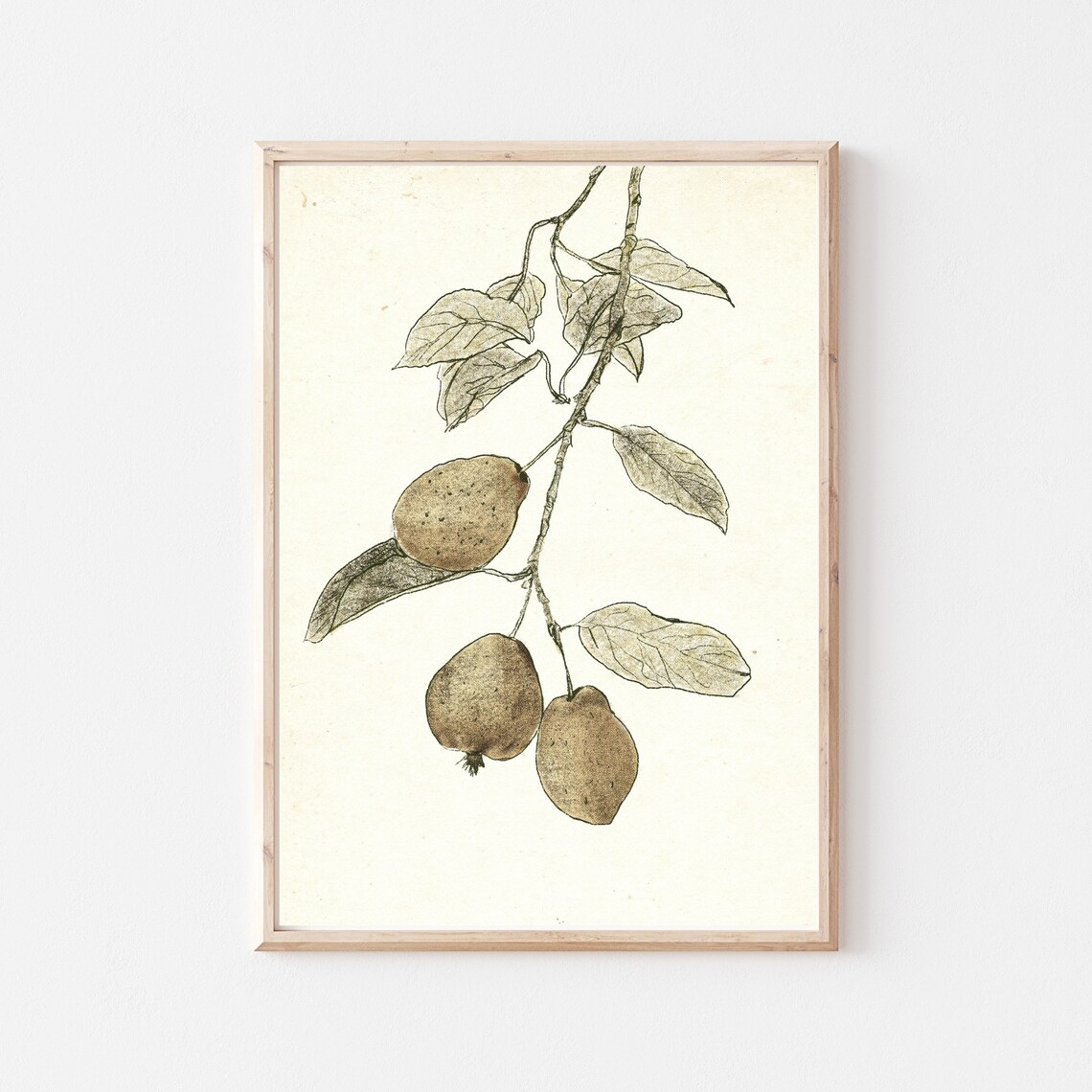 Vintage Botanical Sketch Pear Branch Detailed Leaves Kitchen Wall Art