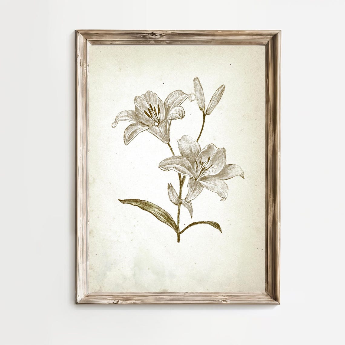 White Lily Flower Delicate Botanical Line Drawing On Wall Art