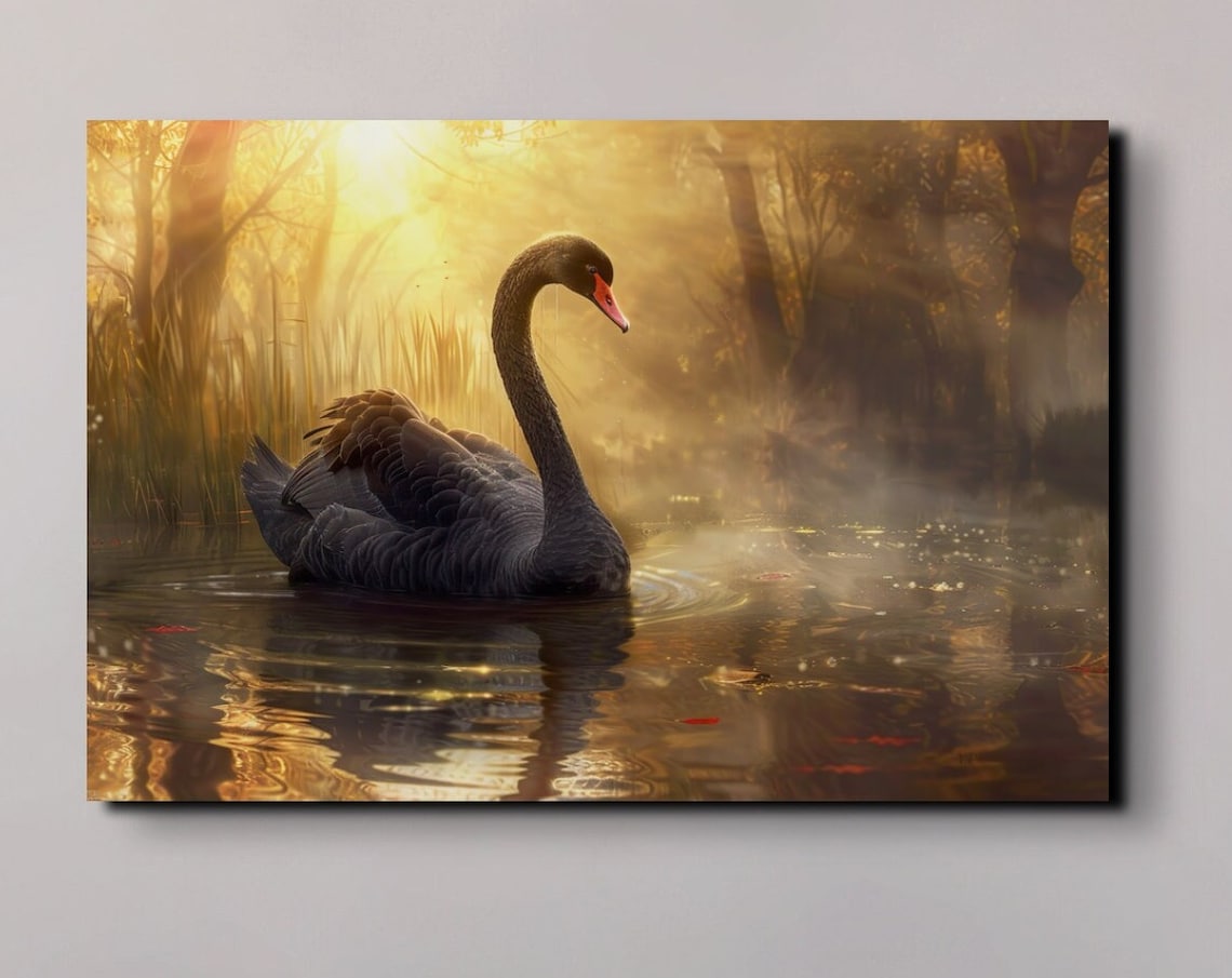 Elegant Black Swan on Golden Misty Lake at Sunset Wildlife Poster