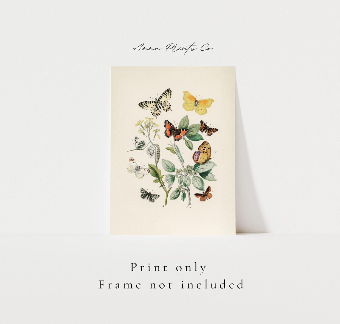 Butterflies And Moths Vintage Illustration Art Print