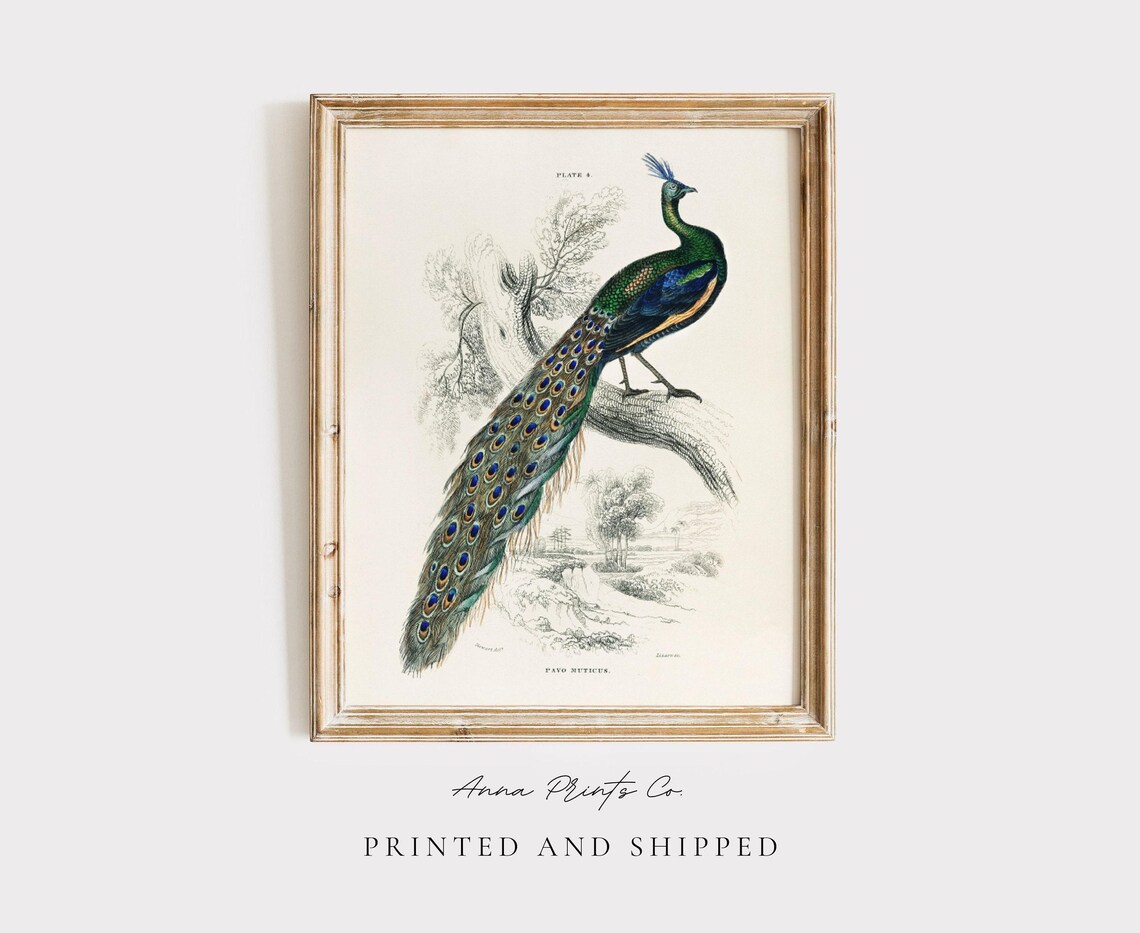 Peacock Vintage Illustration, Naturalist Art Print