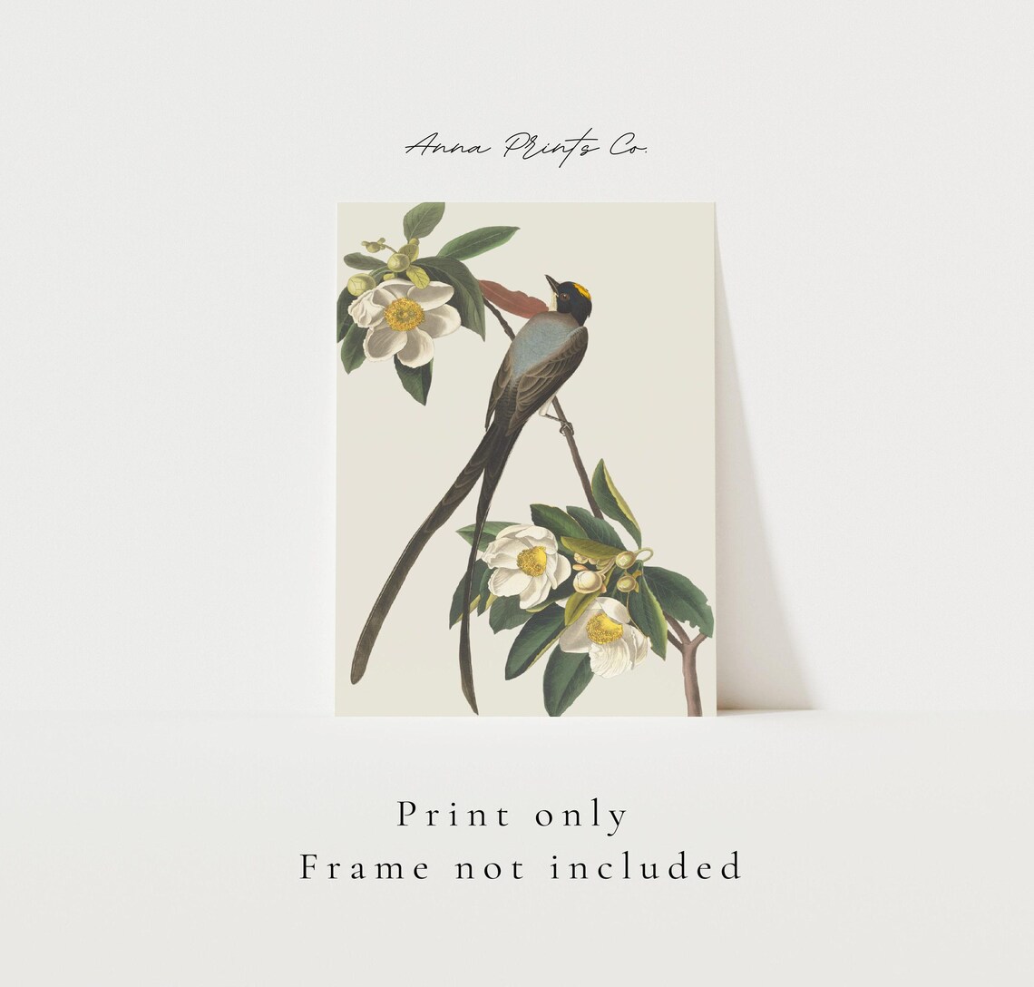 Audubon Flycatcher Bird Illustration, Farmhouse Art Print - Image 3