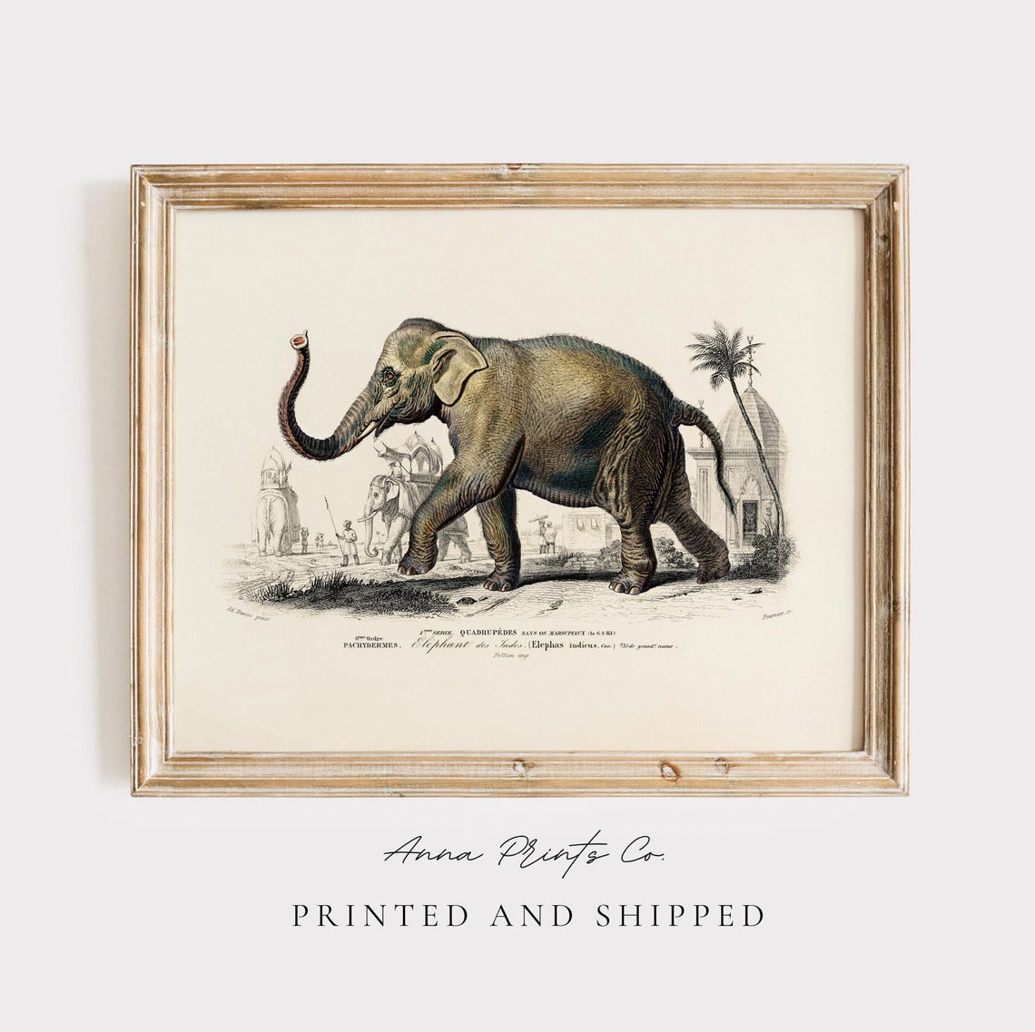 Asiatic Elephant Vintage Natural History Illustration Art Print