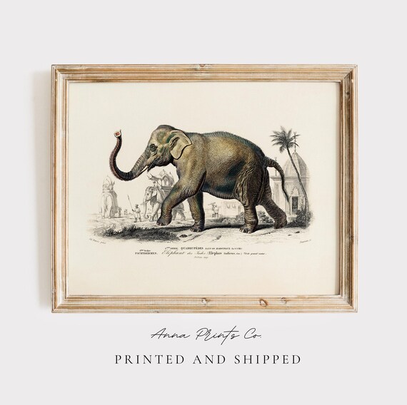 Asiatic Elephant Vintage Natural History Illustration Art Print