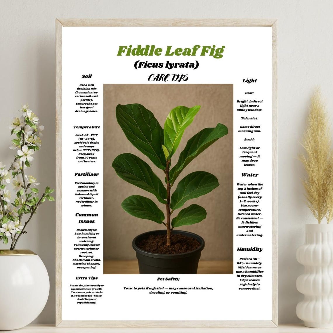 Fiddle Leaf Fig Ficus Lyrata Care Tips White Botanical Poster