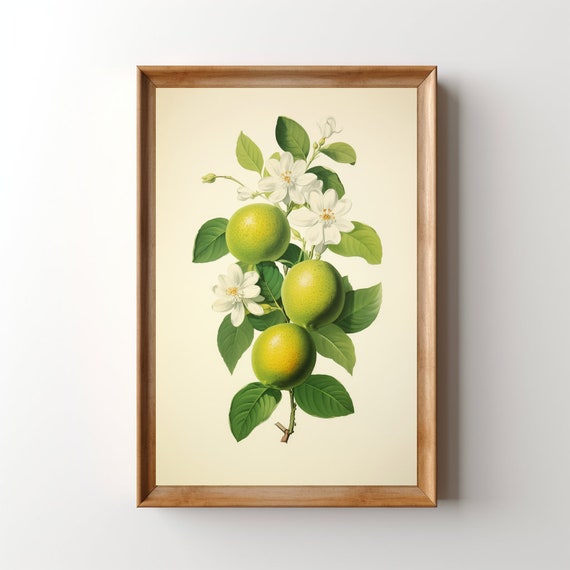Vintage Limes Poster Print, Retro Citrus Artwork