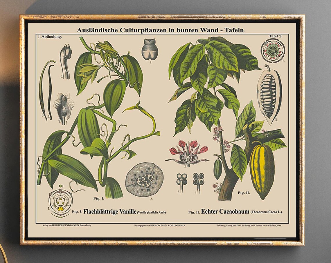 Vanilla And Cacao Botanical Illustration Art Print
