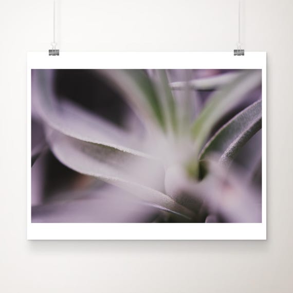 Abstract Air Plant Photograph Botanical Green Wall Art