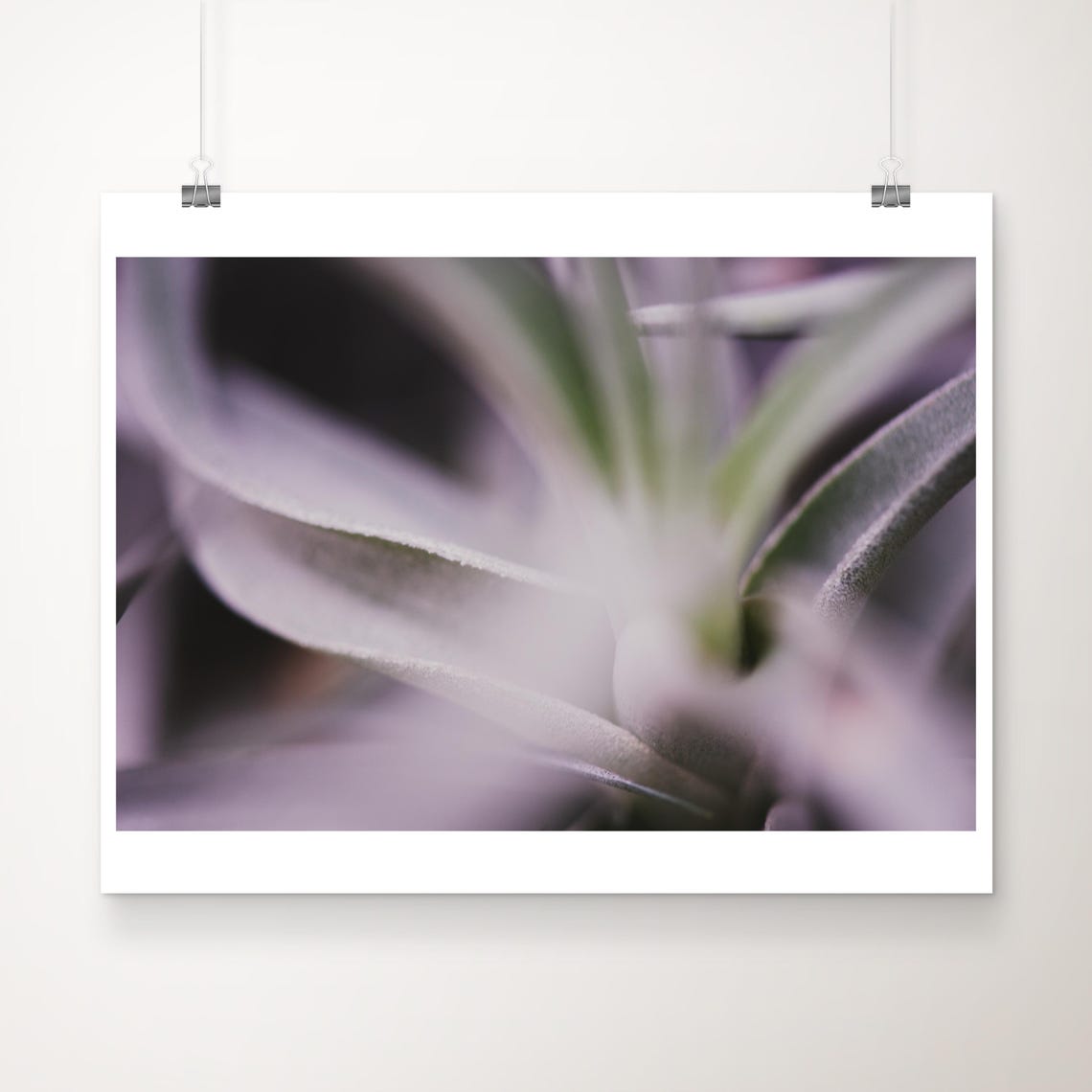 Abstract Air Plant Photograph Botanical Green Wall Art