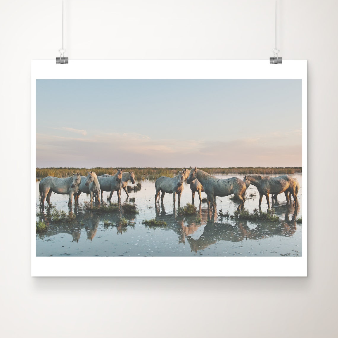 Camargue White Horses Wading in Marsh Sunset Reflection Photo Print