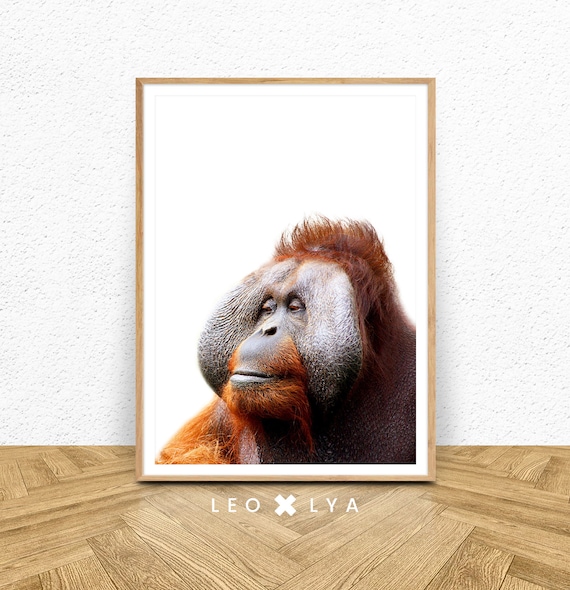 Orangutan Portrait Close Up Jungle Wildlife Photo Art Poster
