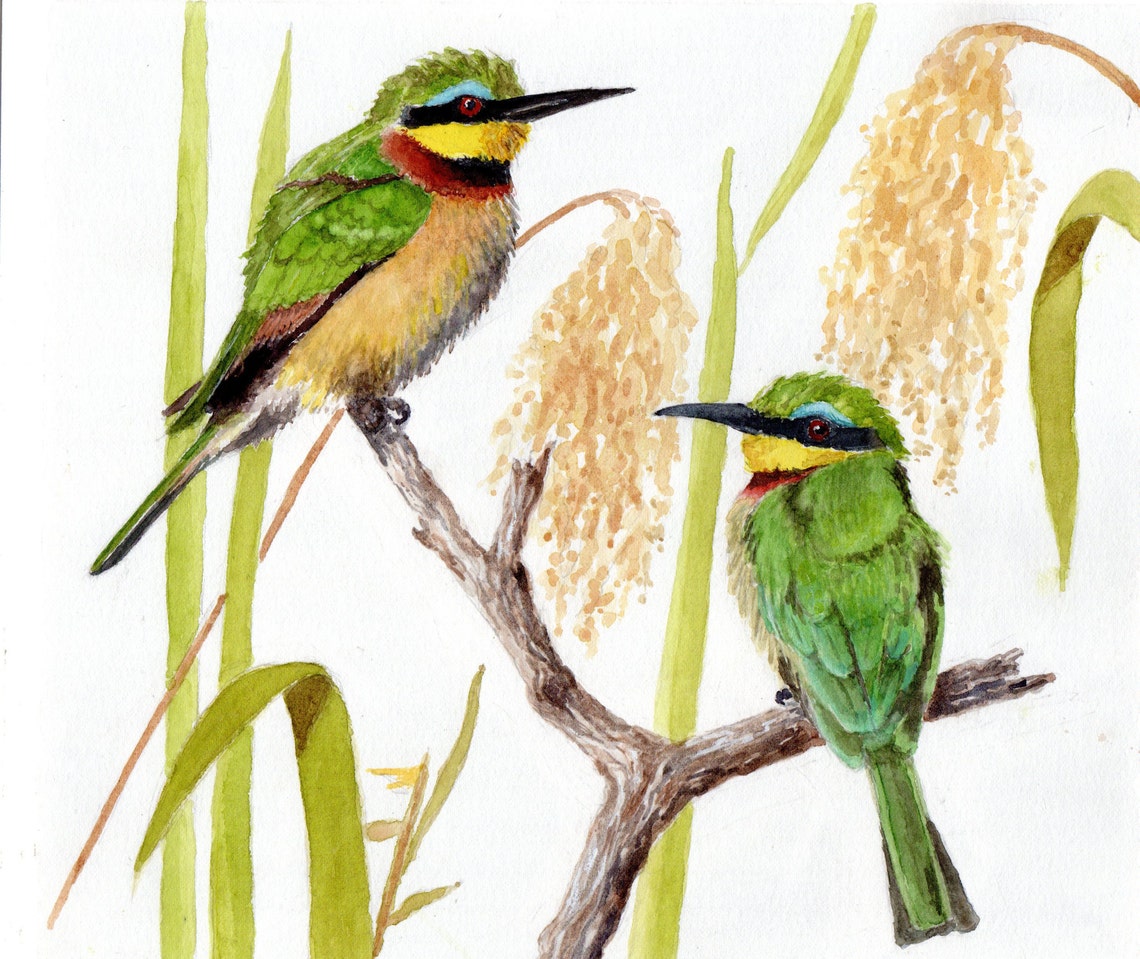 Little Bee Eaters Pair Among Reed Grass Watercolor Bird Poster