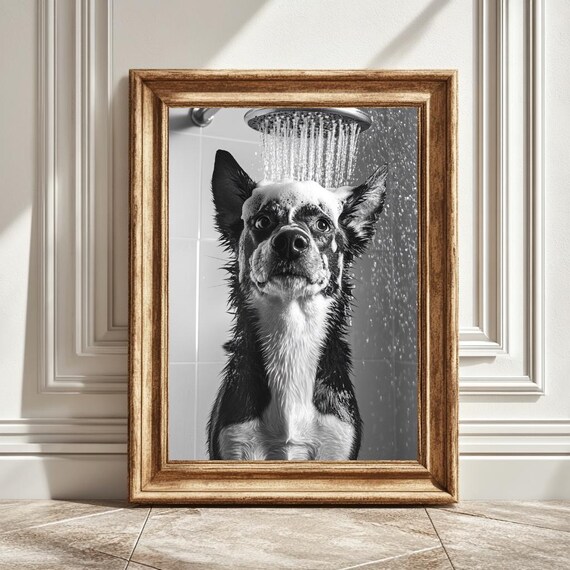 Black And White Husky Under The Shower Art Print