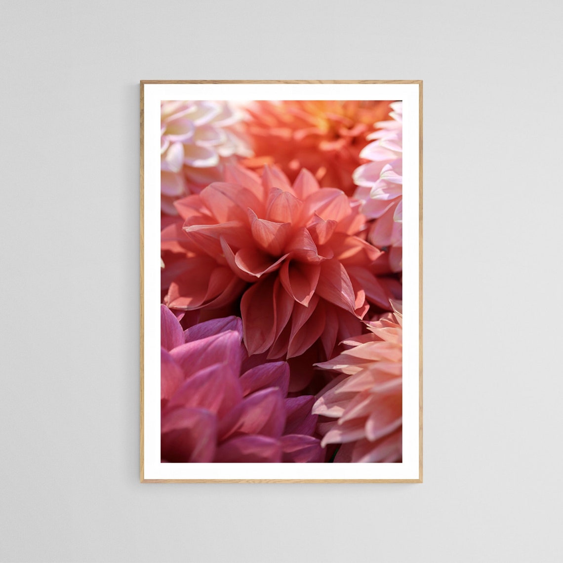 Dahlia Flower Photograph, Botanical Art Print