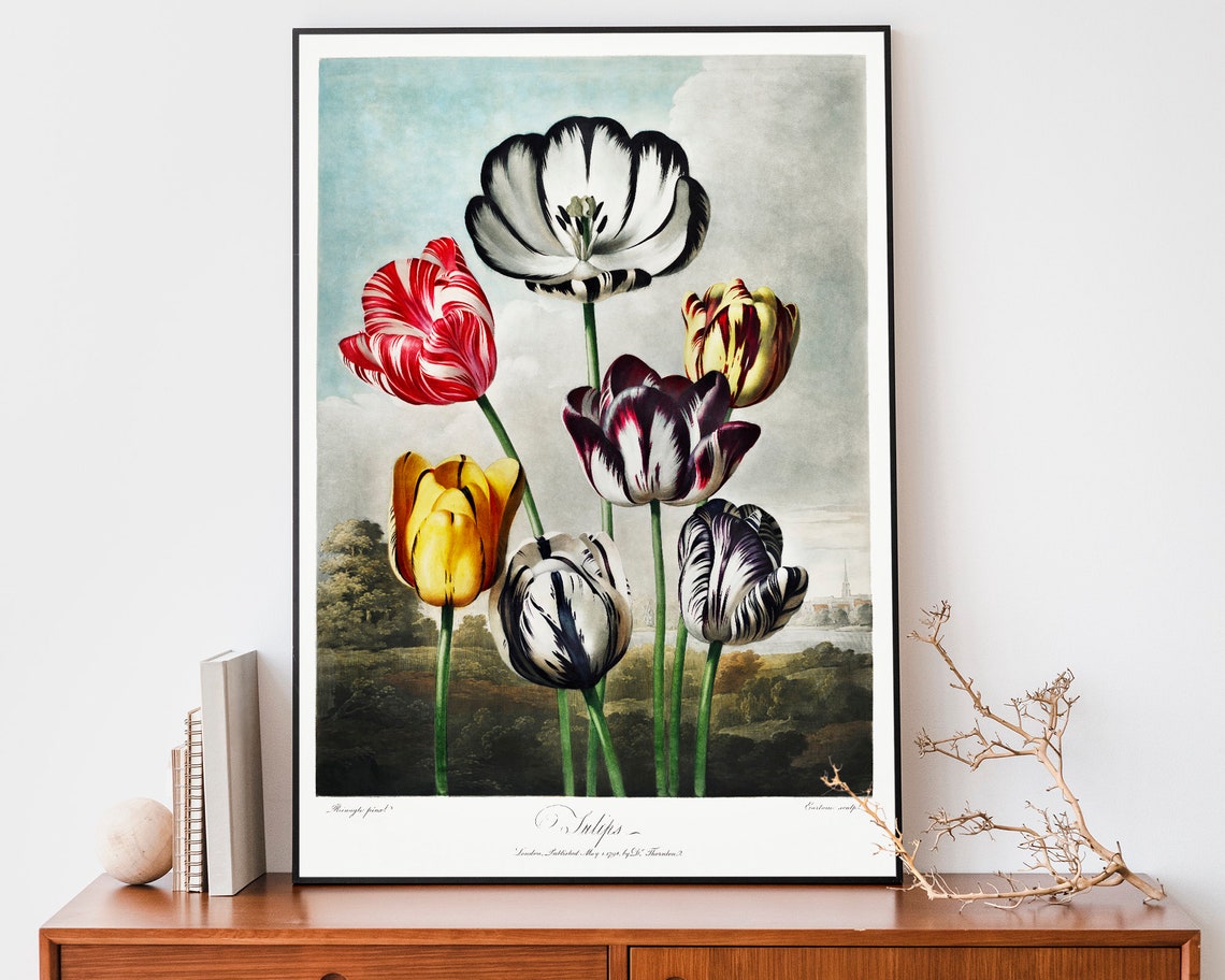 Robert John Thornton Seven Striped Tulips Flower Study Poster